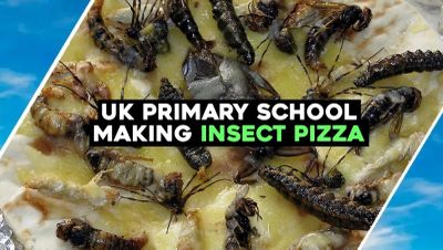 Insect pizza